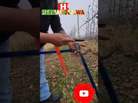 Plan Canje Tijeras de podar